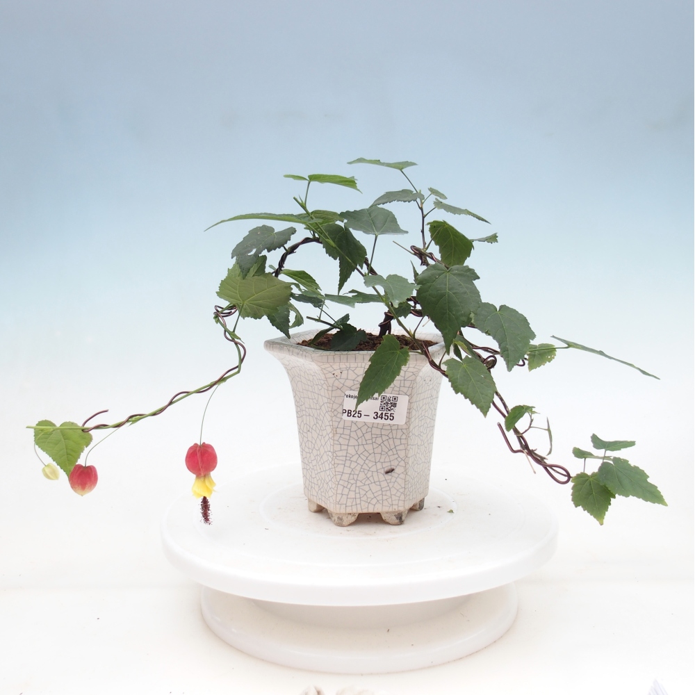 Bonsai domowe - Abutilon Big Bell - Cloudberry