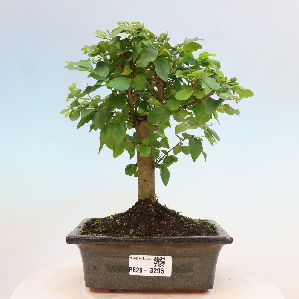 Pokój bonsai - Ligustrum chinensis - Dziób ptaka
