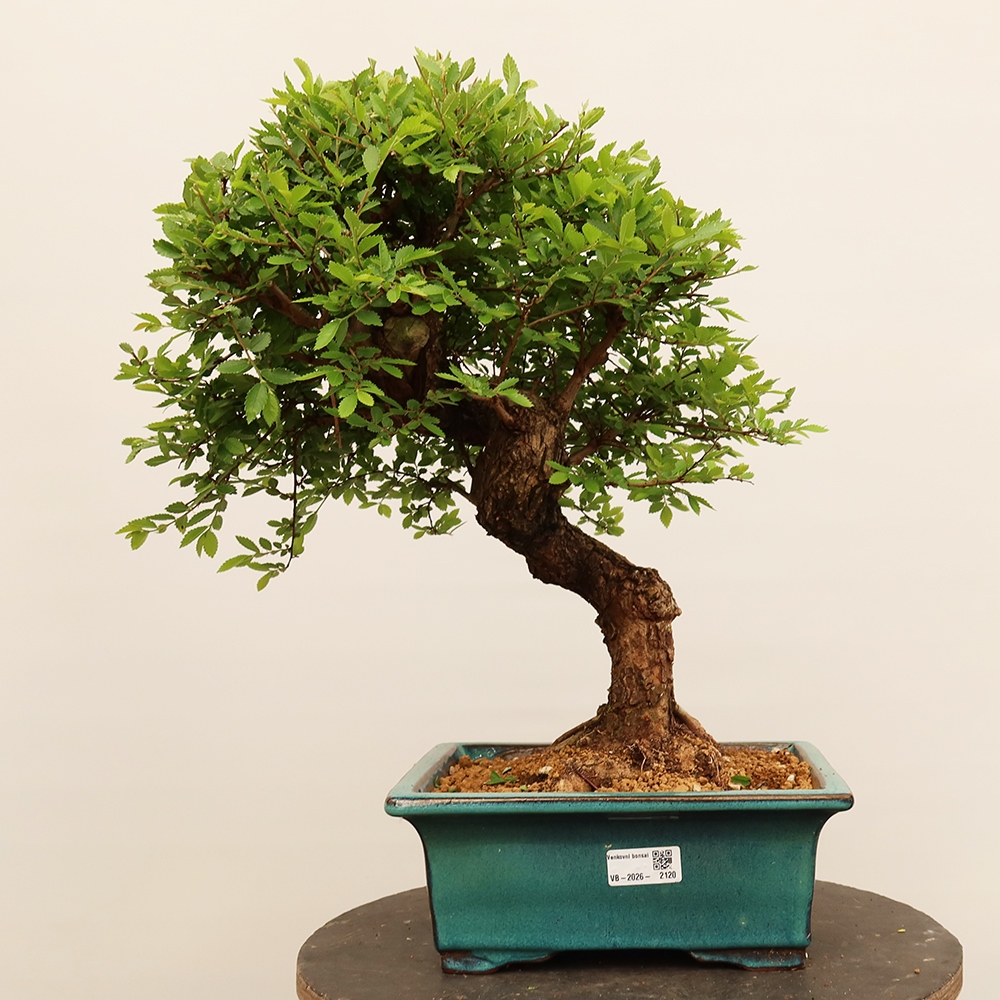 Bonsai na świeżym powietrzu - Zelkova - Zelkova NIRE