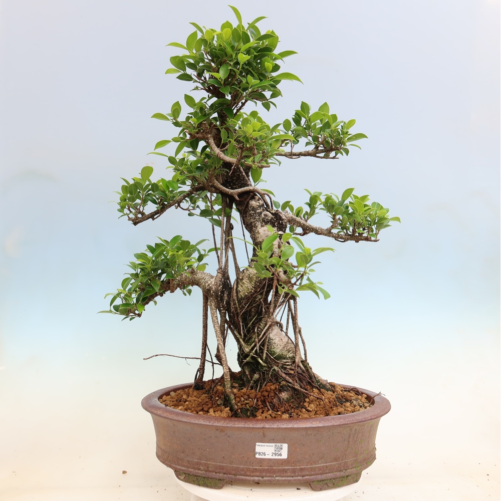 Pokój bonsai - Ficus kimmen - figowiec drobnolistny