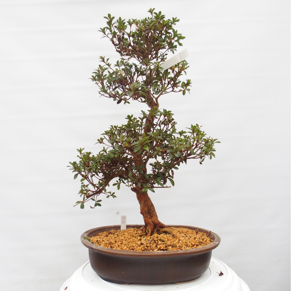 Bonsai zewnętrzne - Azalia japońska - Azalia Hanatsuzuri