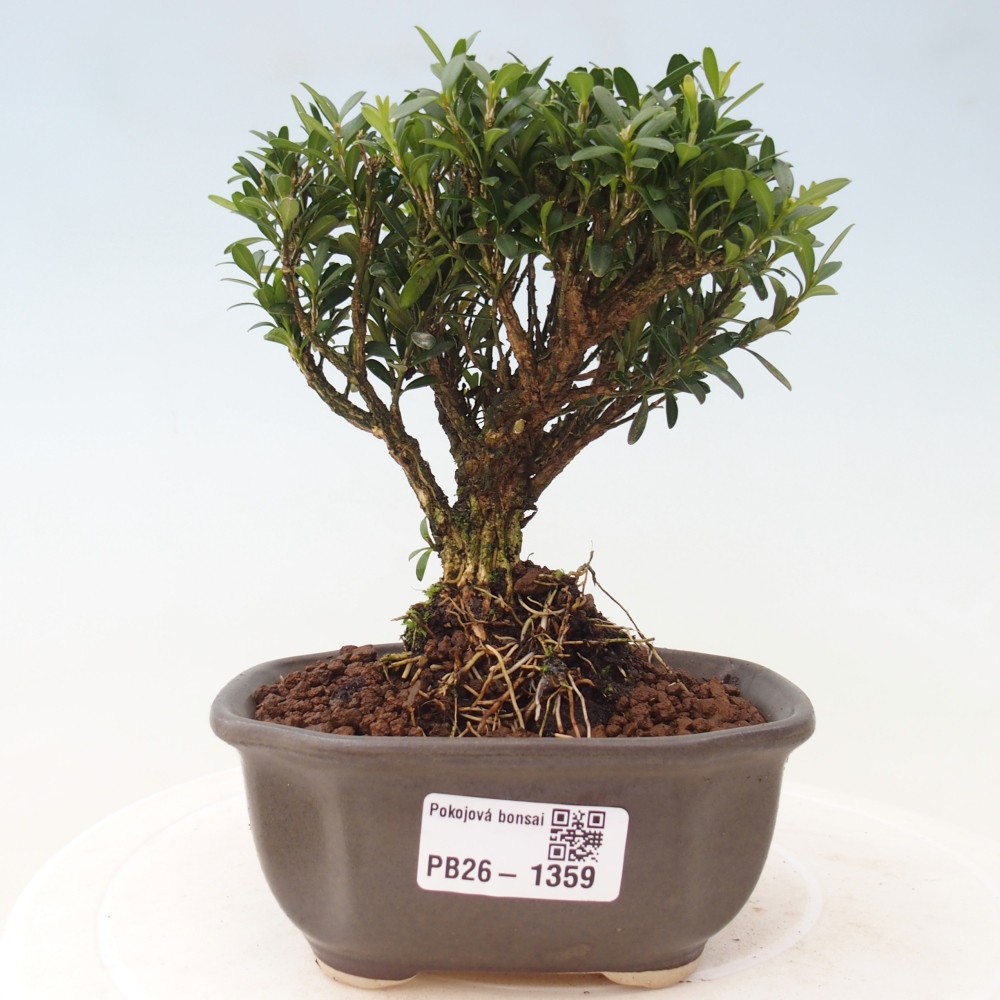 Pokój bonsai - Buxus harlandii - buxus korkowy