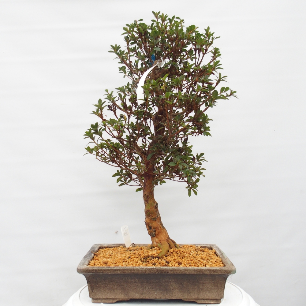 Bonsai zewnętrzne - Azalia japońska - Azalia Hanatsuzuri