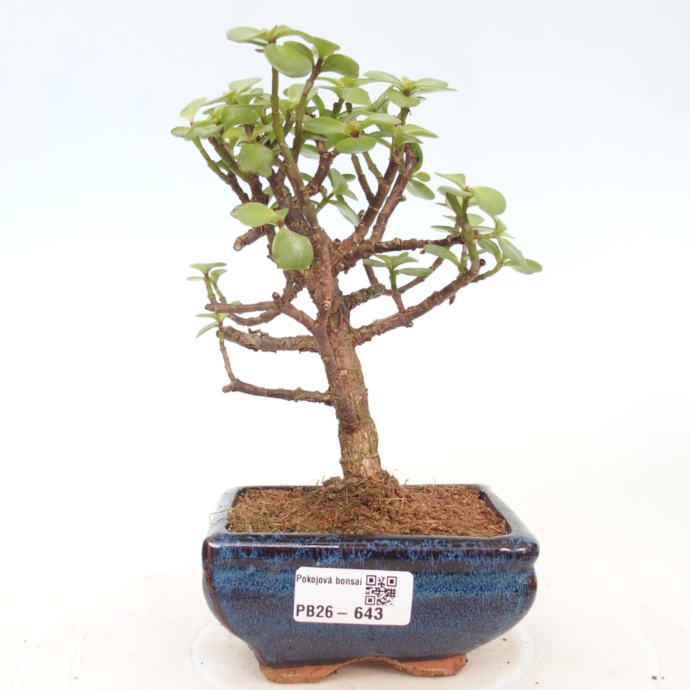 Pokój bonsai - Portulakaria Afra - Tlustice