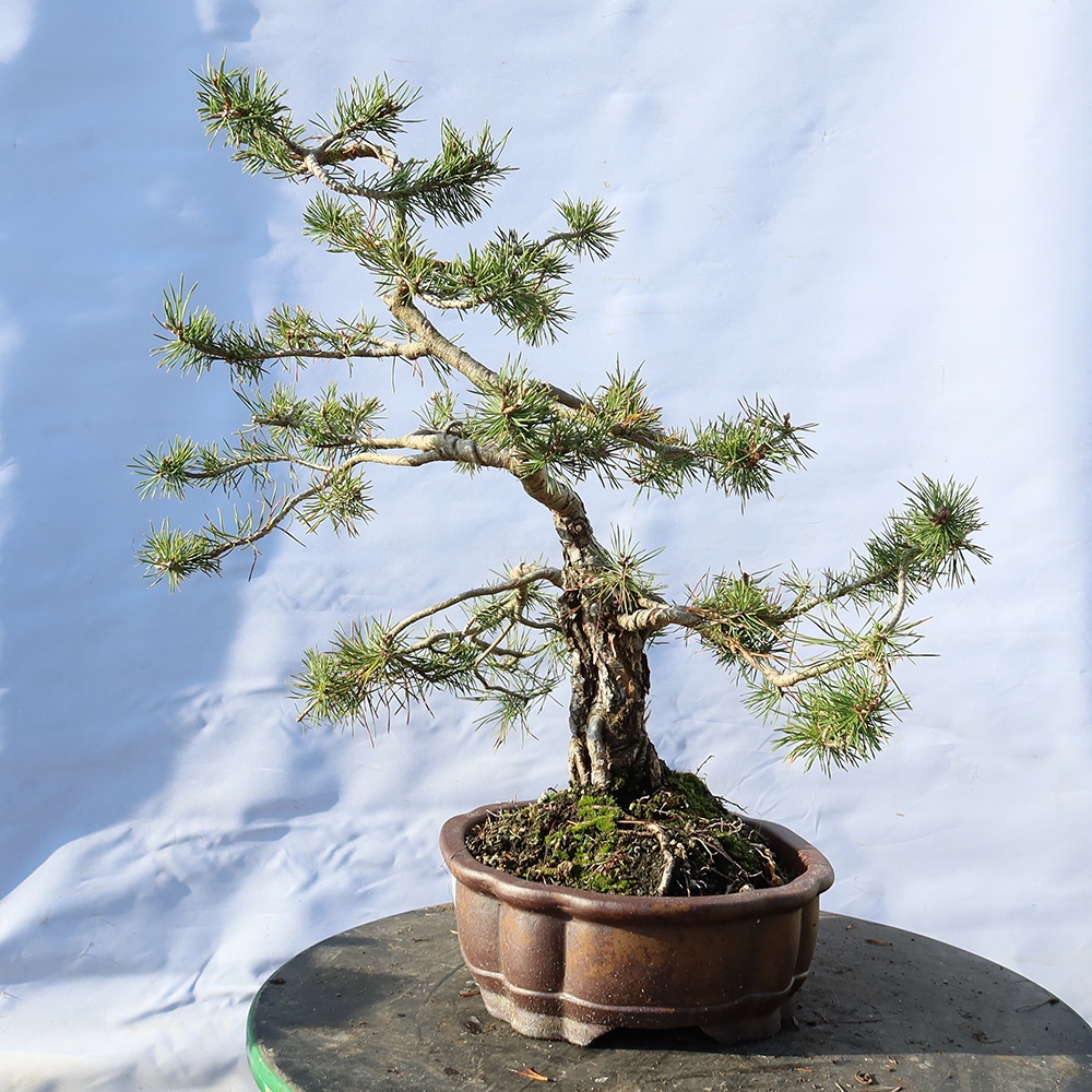 Pinus sylvestris Hiszpania – sosna zwyczajna