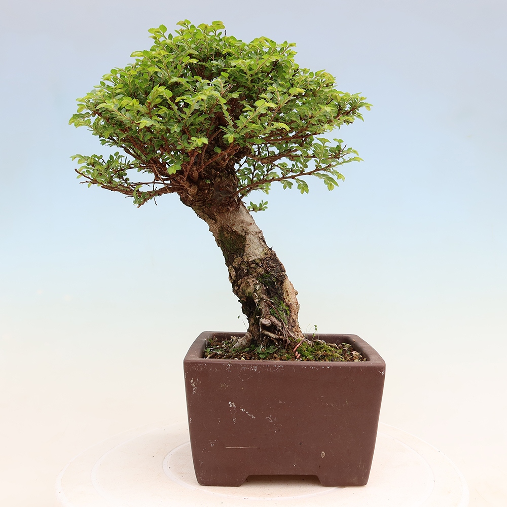 Bonsai ogrodowe – Ulmus parvifolia Sagei – wiąz drobnolistny