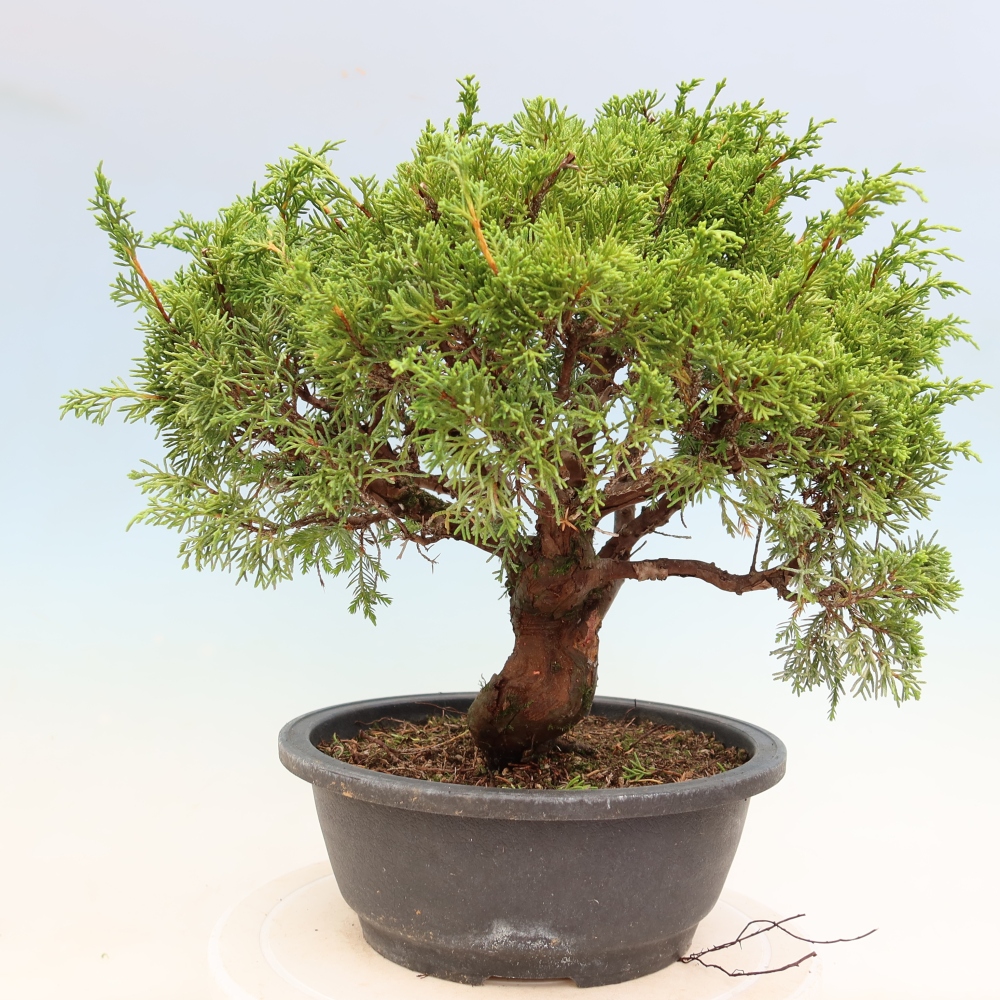 Bonsai ogrodowe – Juniperus chinensis Itoigawa – jałowiec chiński