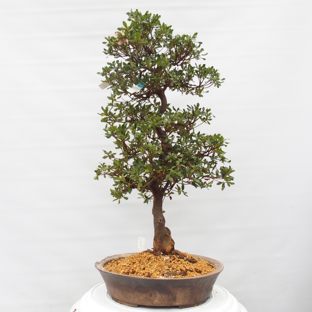 Bonsai zewnętrzne - Azalia japońska - Azalia Kisshoten