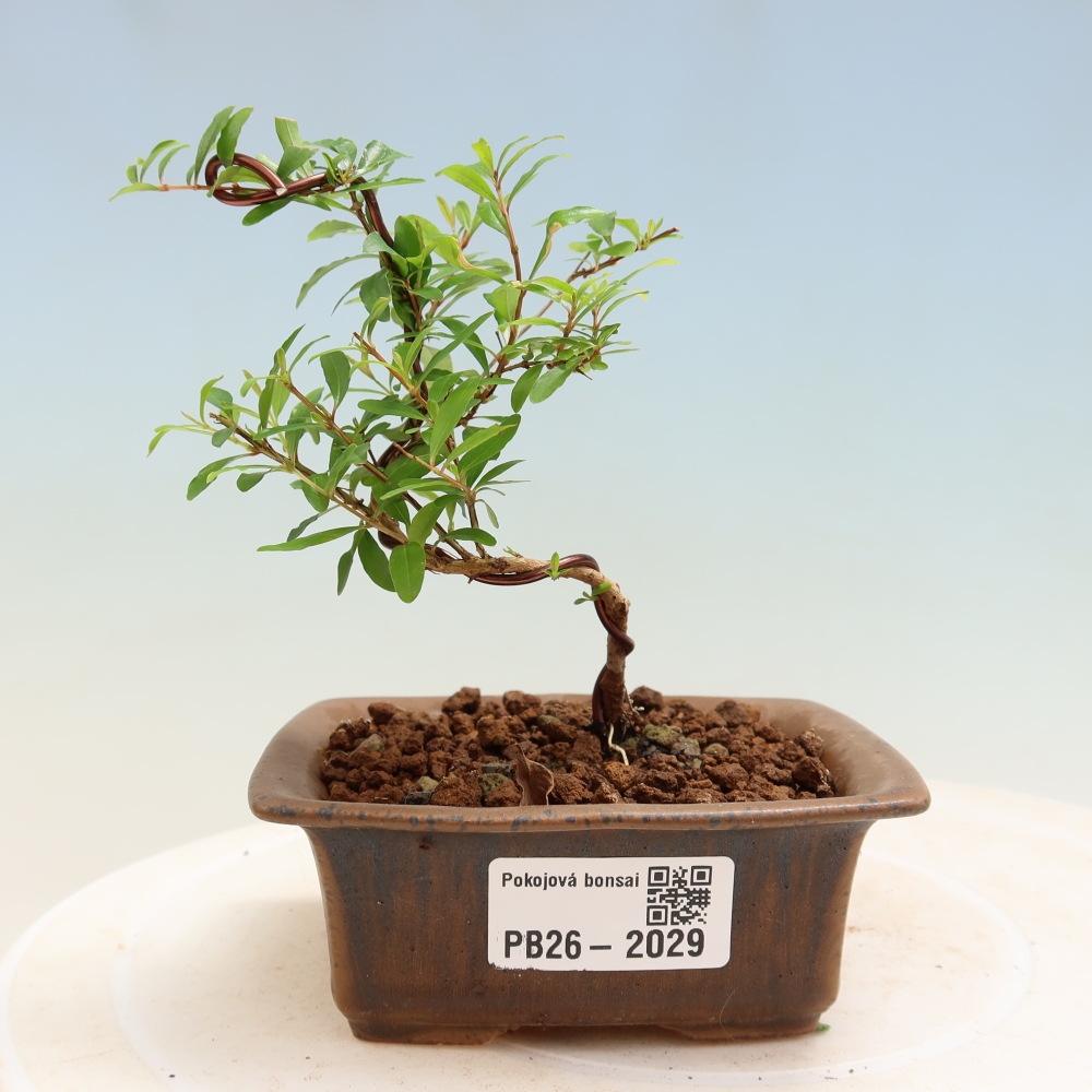 Pokój bonsai - PUNICA granatum nana - jabłko granatu