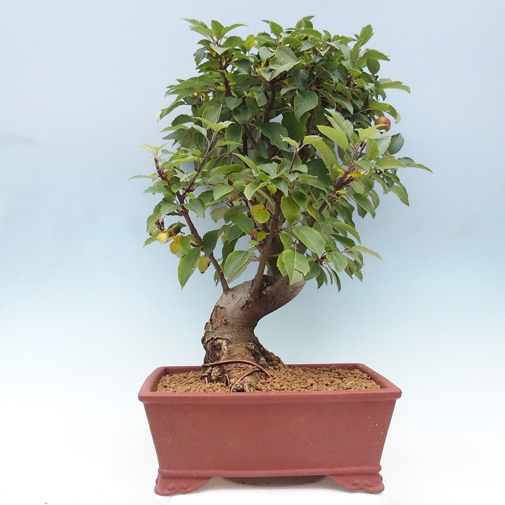 Bonsai plenerowe - Malus Halliana - Jabłoń drobnoowocowa