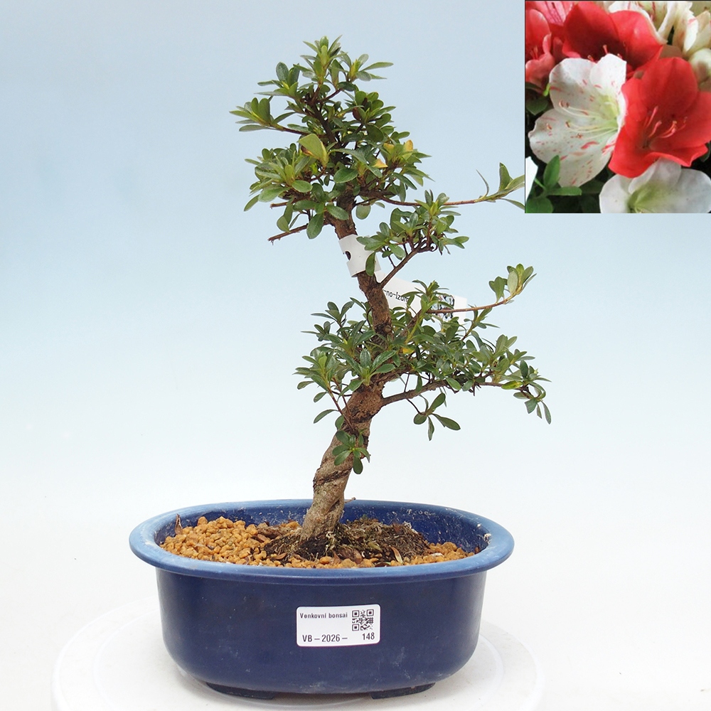 Bonsai zewnętrzne - Azalia japońska - Azalia Asahi-no-izumi