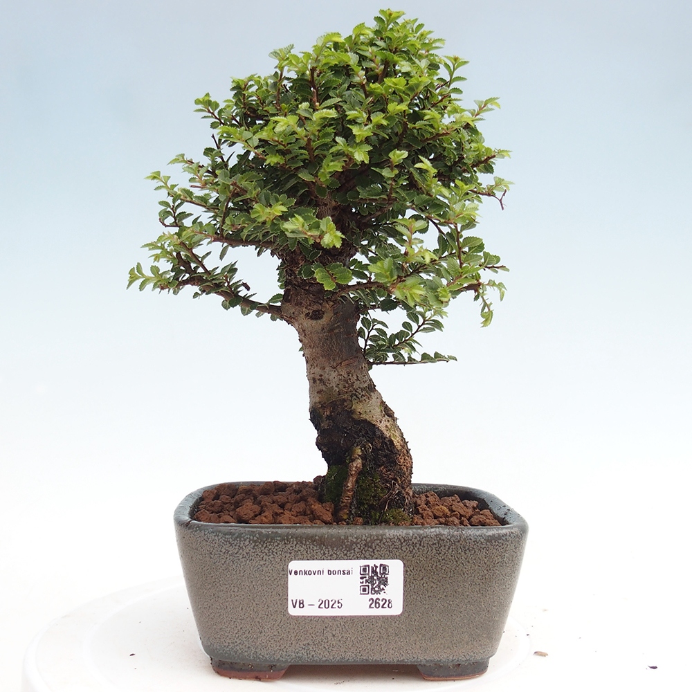 Bonsai zewnętrzne - Ulmus parvifolia Hokkaido - wiąz chiński