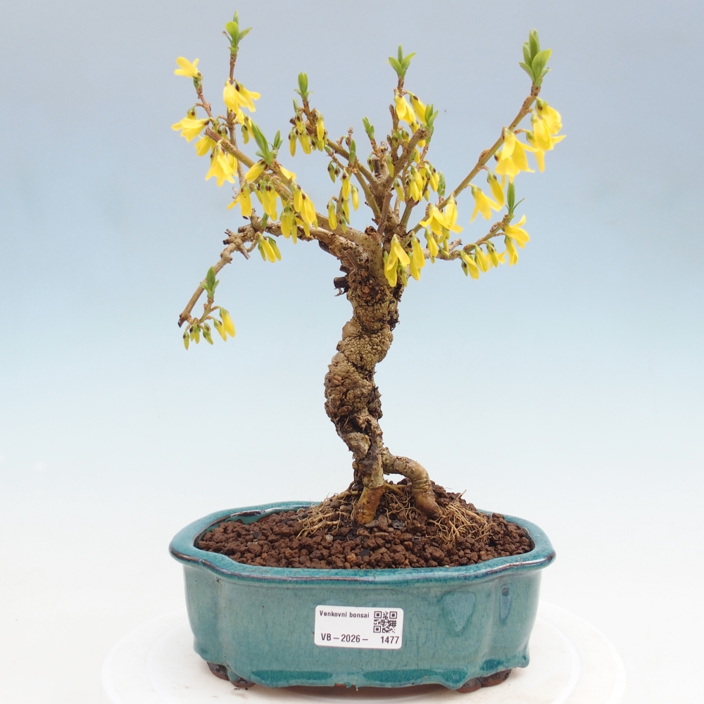 Bonsai plenerowe - Forsythia - Forsythia koreana