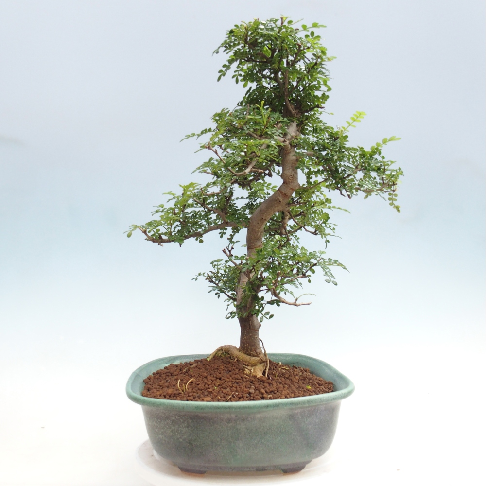 Pokój bonsai - Zantoxylum piperitum - drzewo pieprzowe