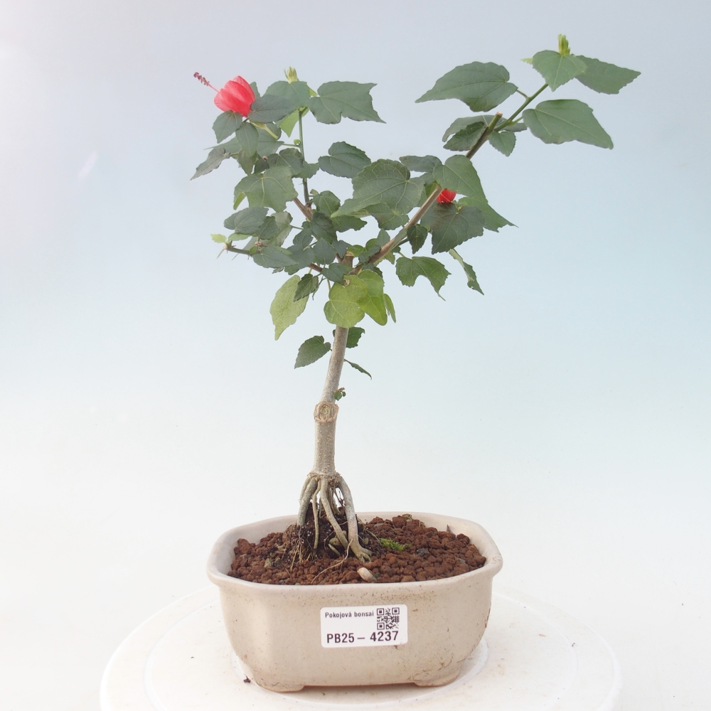 Bonsai domowe - Malvaviscus arboreus