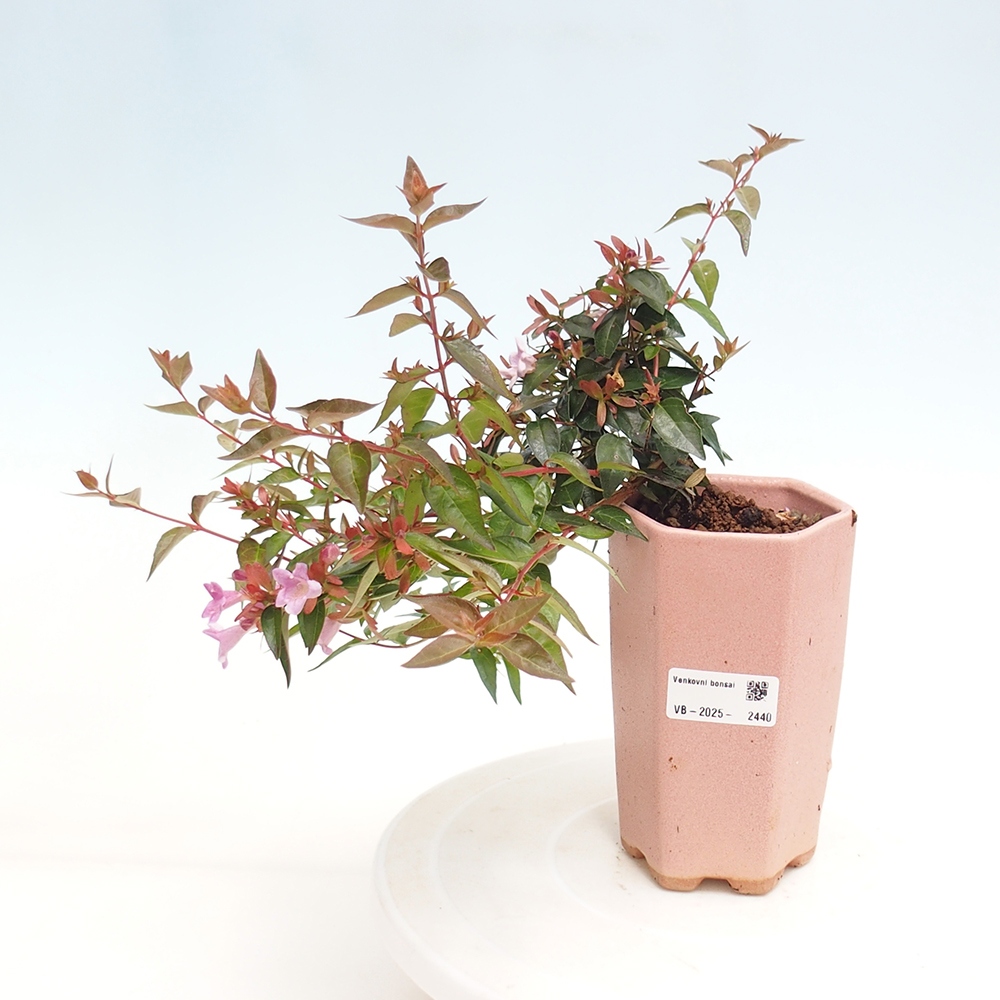 Bonsai zewnętrzne - Abelia Grandiflora - Abelia grandiflora