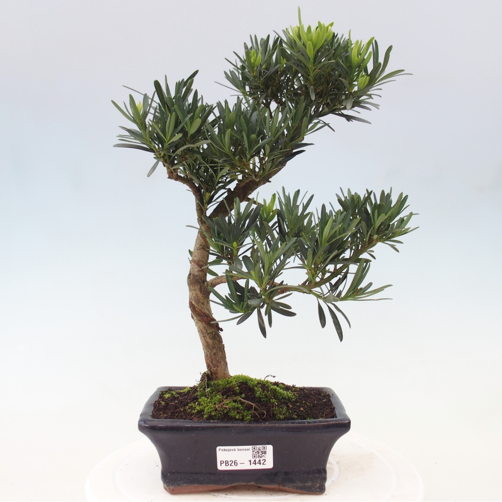 Pokój bonsai - Podocarpus - Kamienny cis