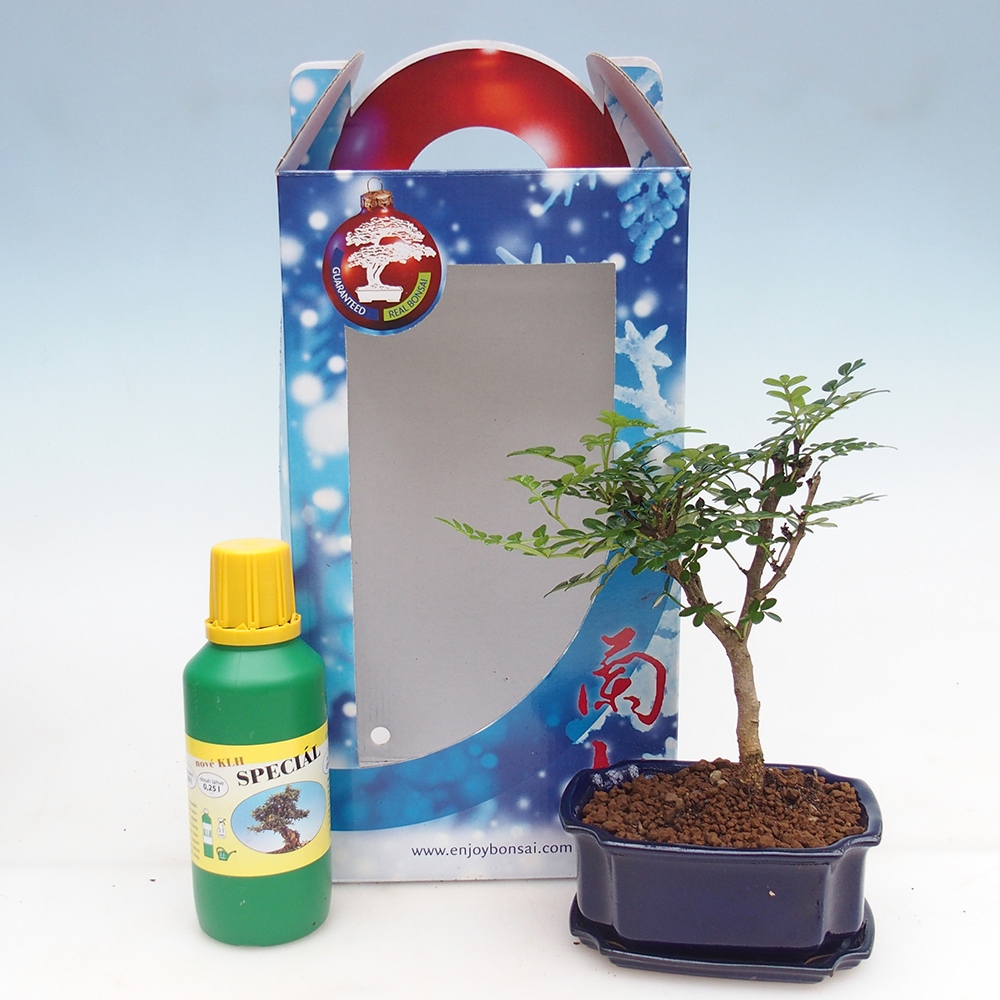 Bonsai pokojowe w pudełku upominkowym Zantoxylum piperitum - Drzewo pieprzowe