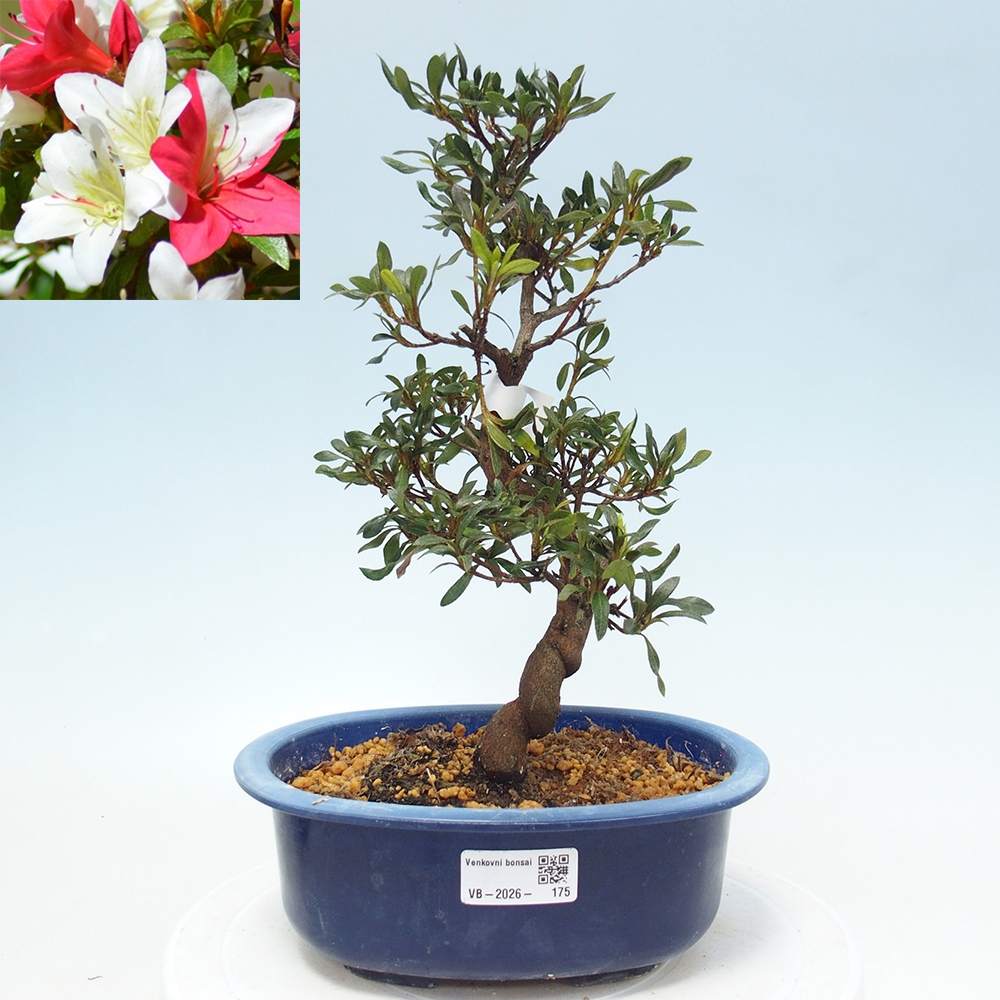 Bonsai zewnętrzne - Azalia japońska - Azalia CHIHIRO