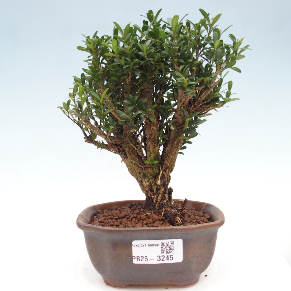 Pokój bonsai - Buxus harlandii - buxus korkowy