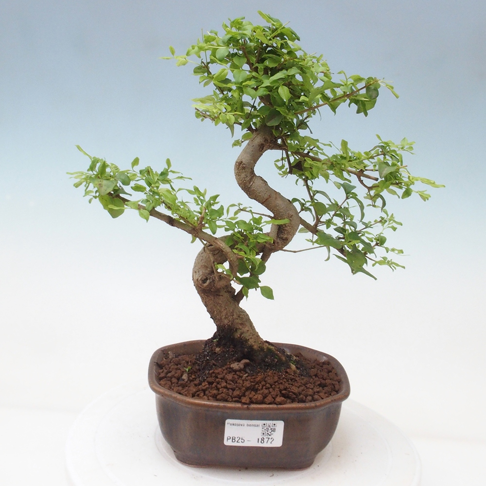Indoor bonsai -Ligustrum chinensis - dziób ptaka