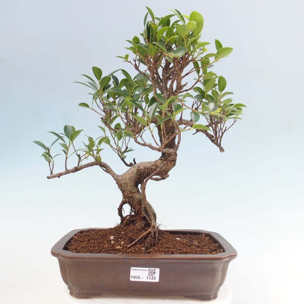 Pokój bonsai - Ficus kimmen - figowiec drobnolistny