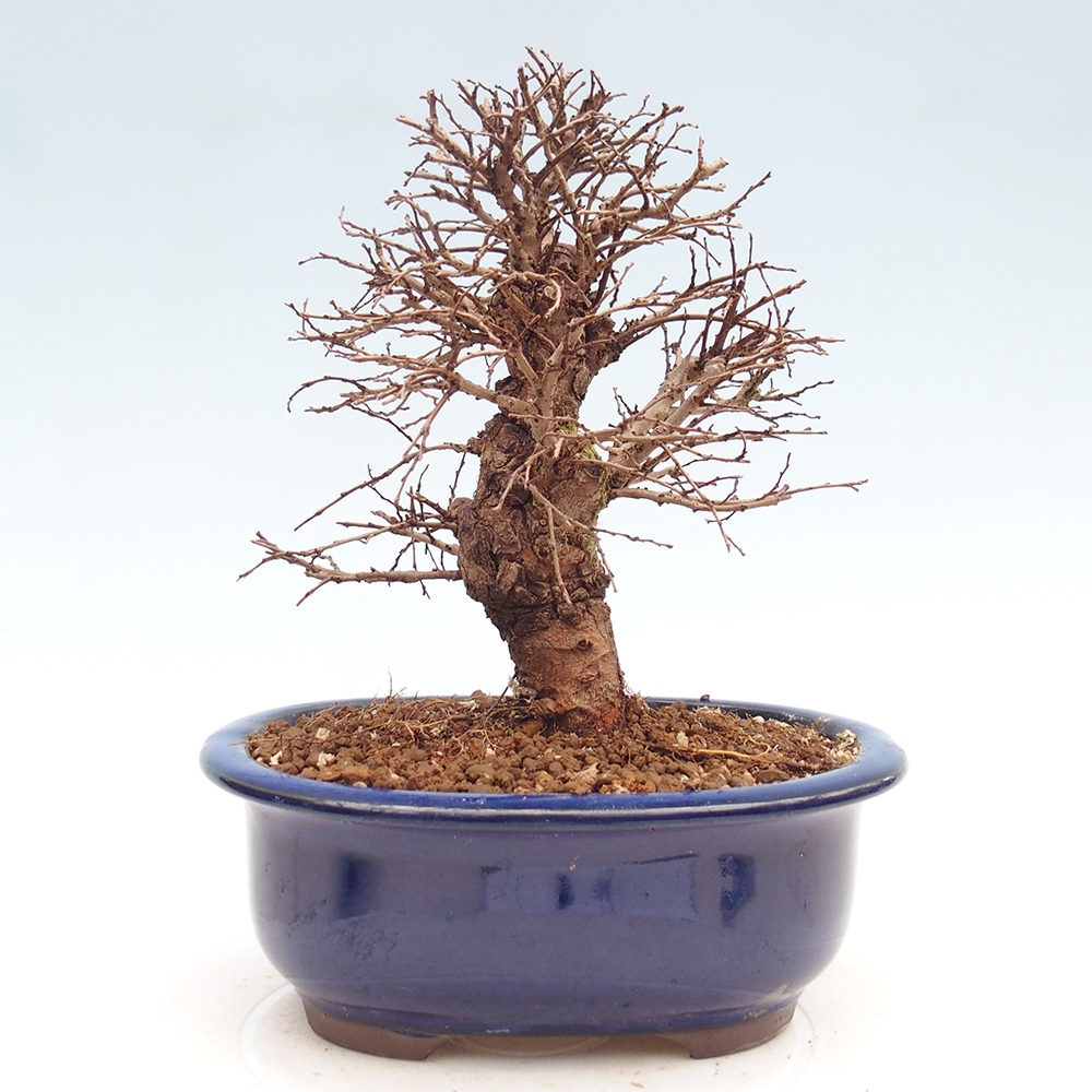 Bonsai zewnętrzne - Zelkova - Zelkova NIRE