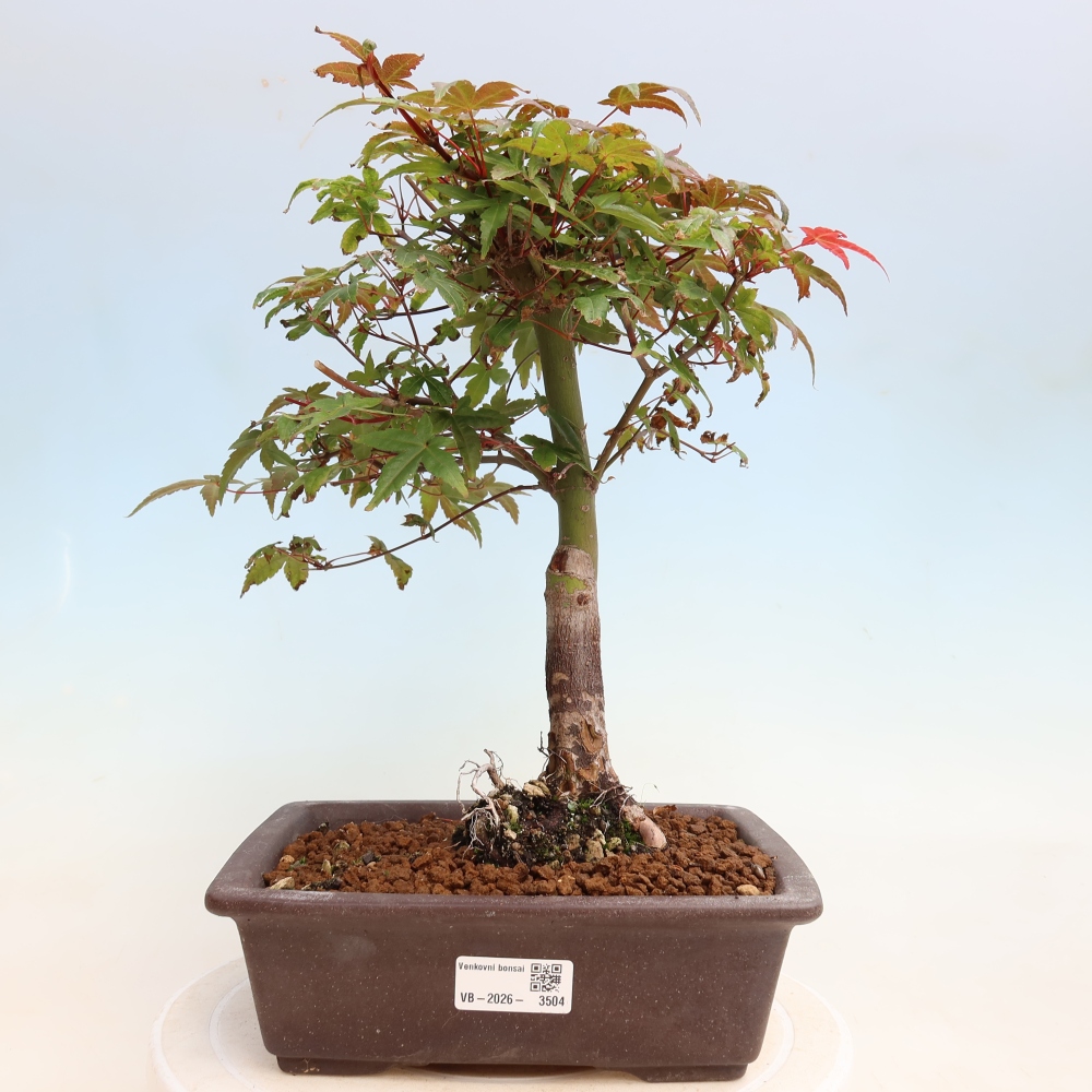 Outdoor bonsai - Acer palmatum DESHOJO
