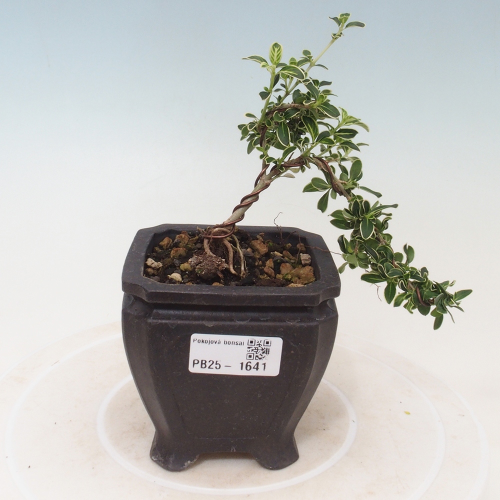 Bonsai do wnętrz - Serissa foetida Variegata - Drzewo tysiąca gwiazd
