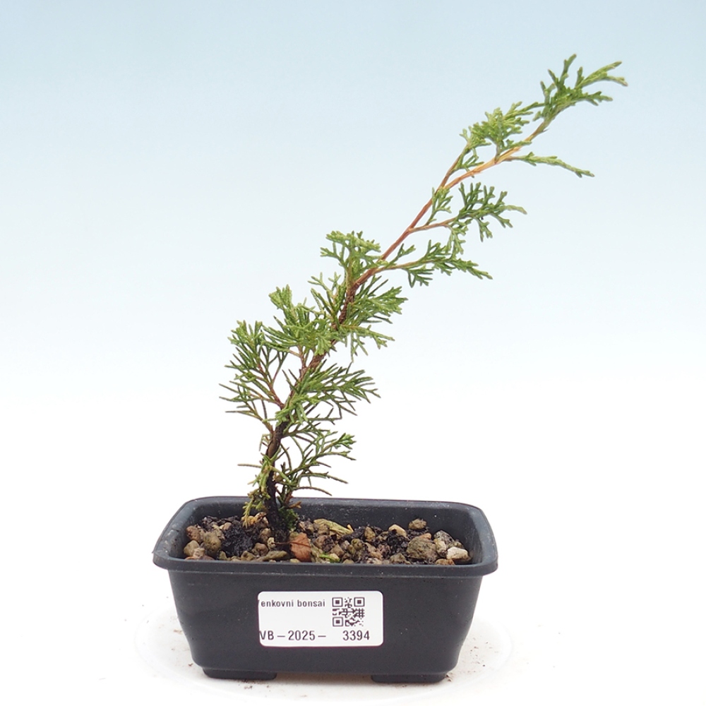 Outdoor bonsai - Juniperus chinensis Itoigawa - Jałowiec chiński