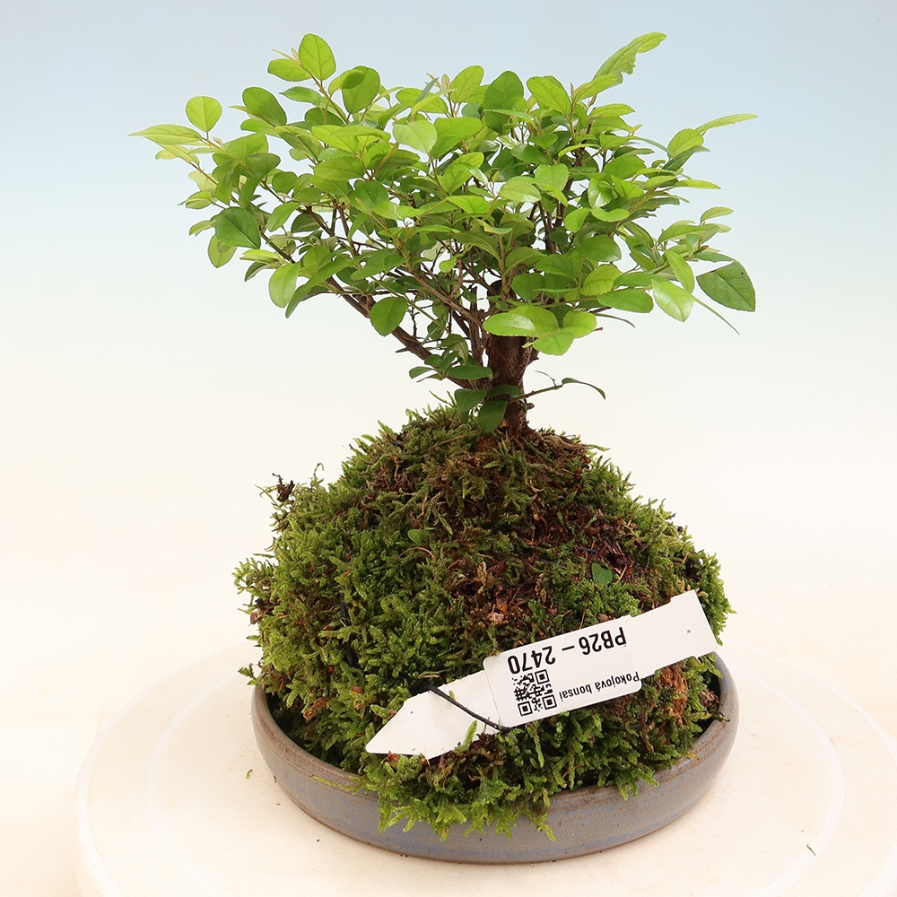 Kokedama z podstawką – Sagerécie thea – Sagerécie thea