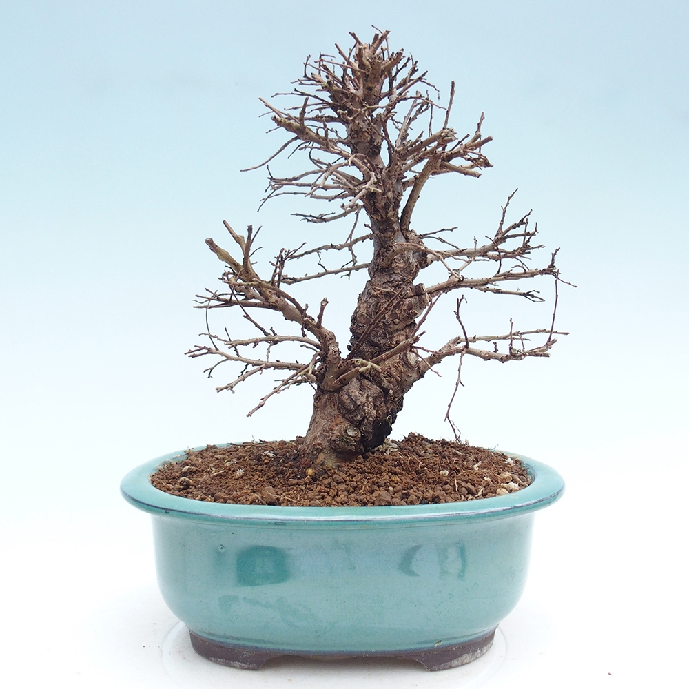 Bonsai zewnętrzne - Zelkova - Zelkova NIRE