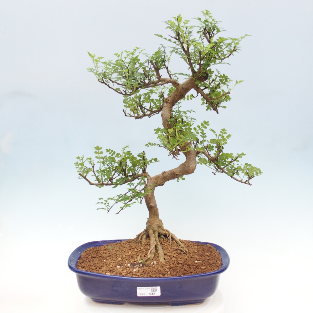 Pokój bonsai - Zantoxylum piperitum - drzewo pieprzowe