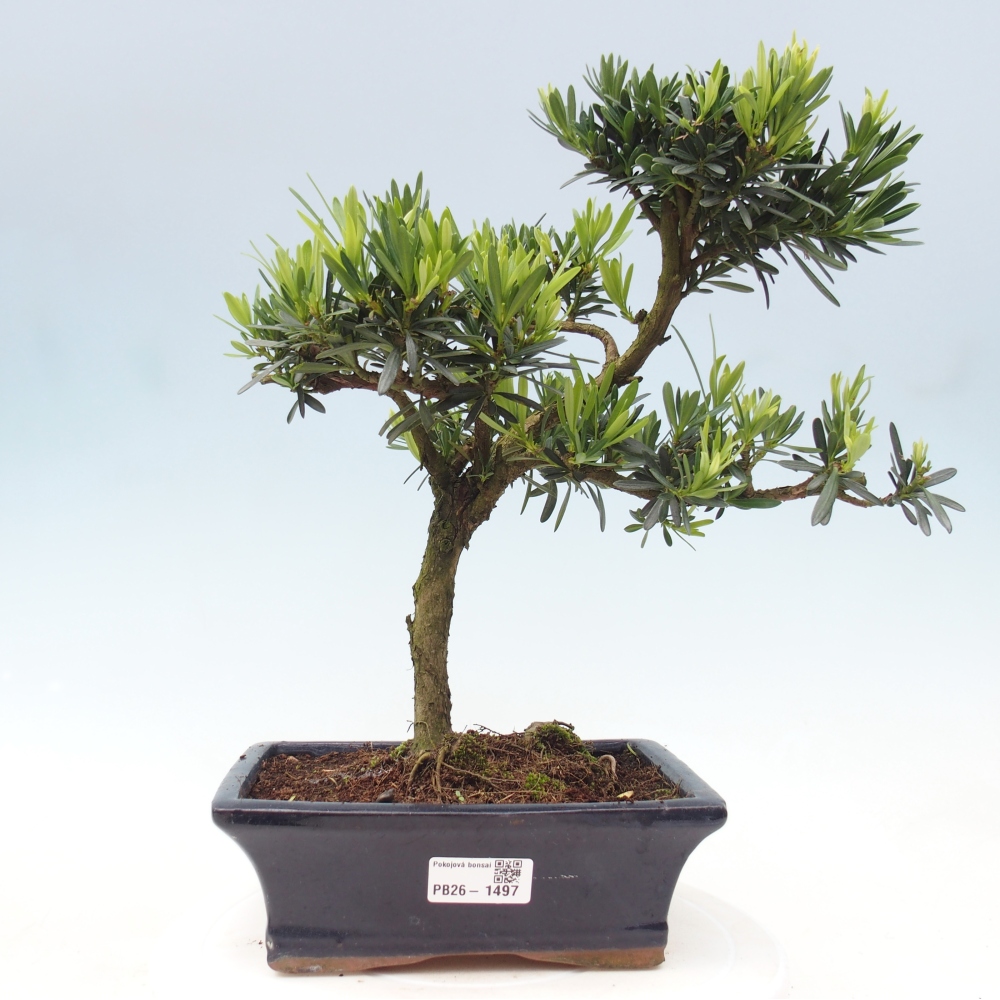 Pokój bonsai - Podocarpus - Kamienny cis