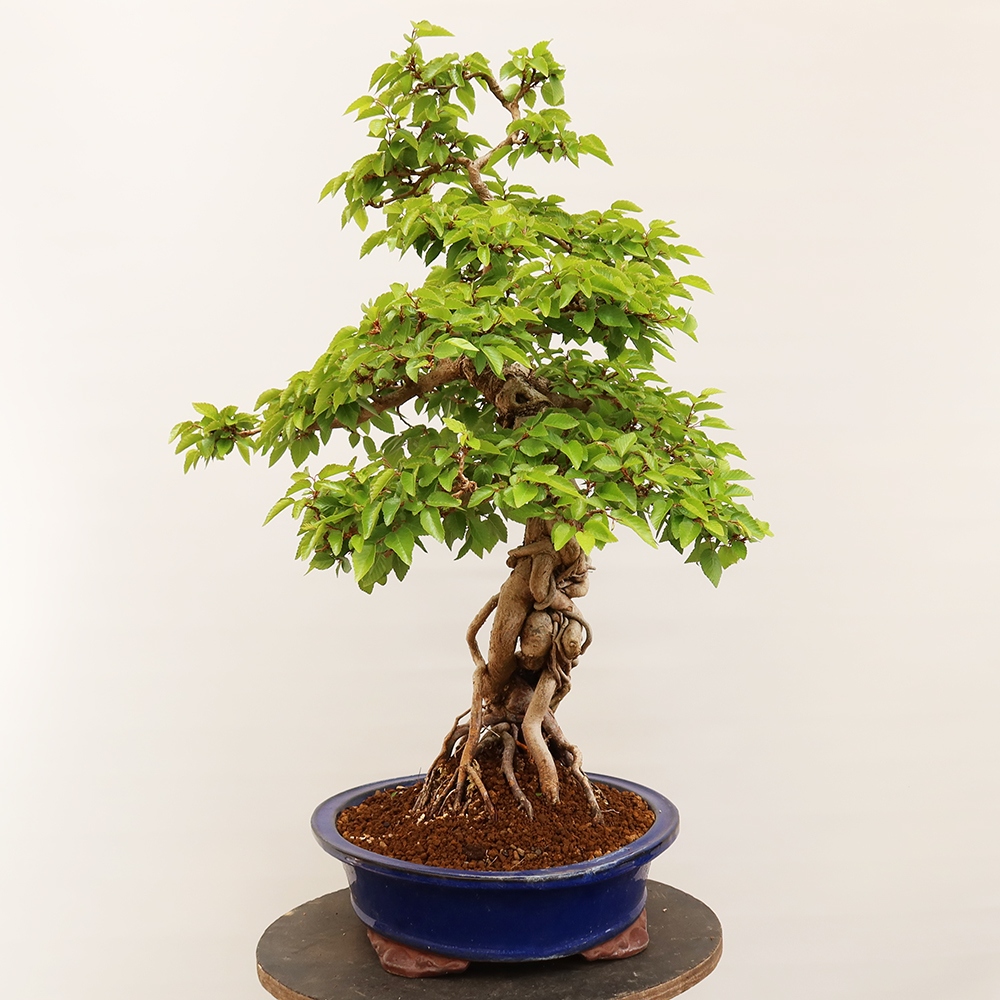 Bonsai plenerowe - Carpinus Coreana - grab koreański