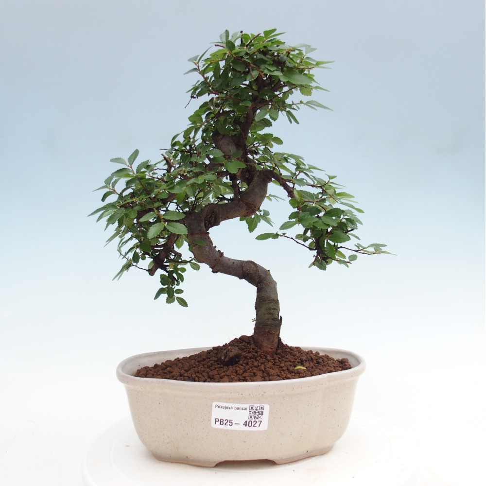 Pokój bonsai - Ulmus parvifolia - Wiąz drobnolistny