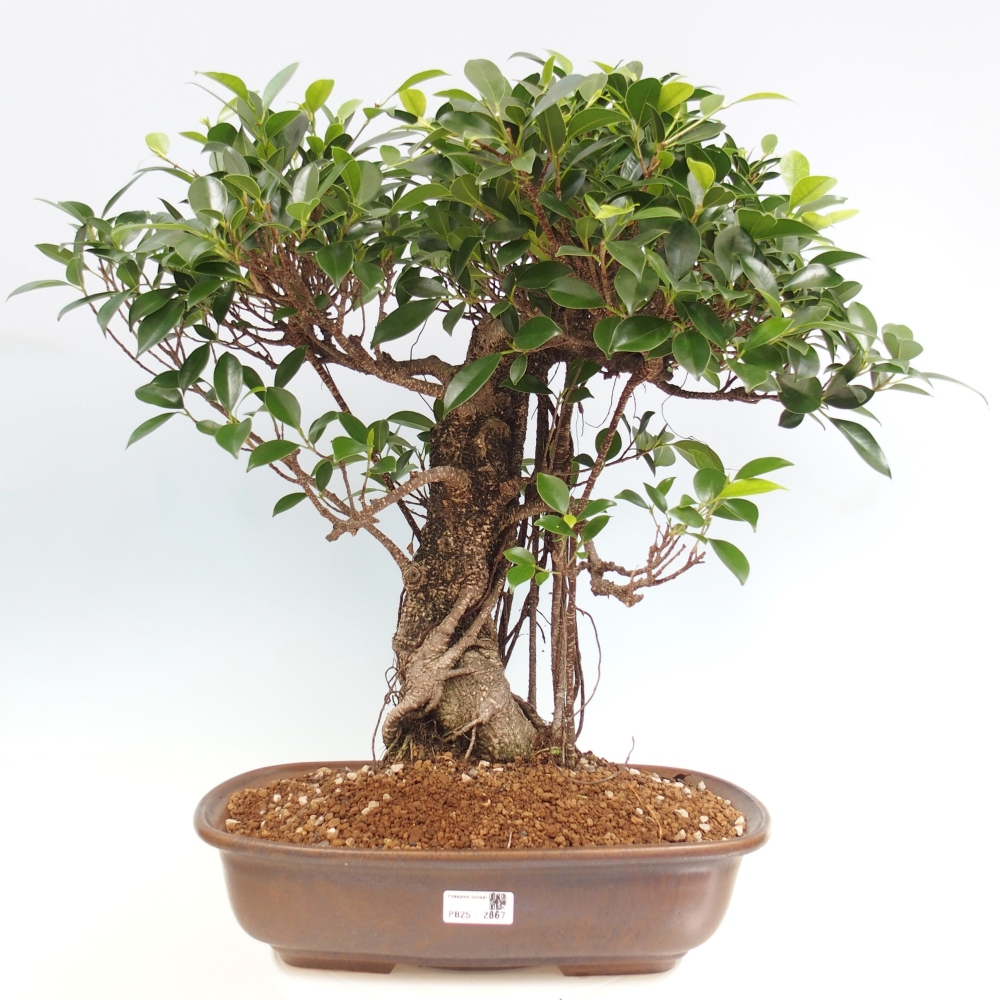 Bonsai pokojowe - Ficus kimmen - figowiec drobnolistny - WYŁĄCZNIE ODBIÓR OSOBISTY lub transport paletowy