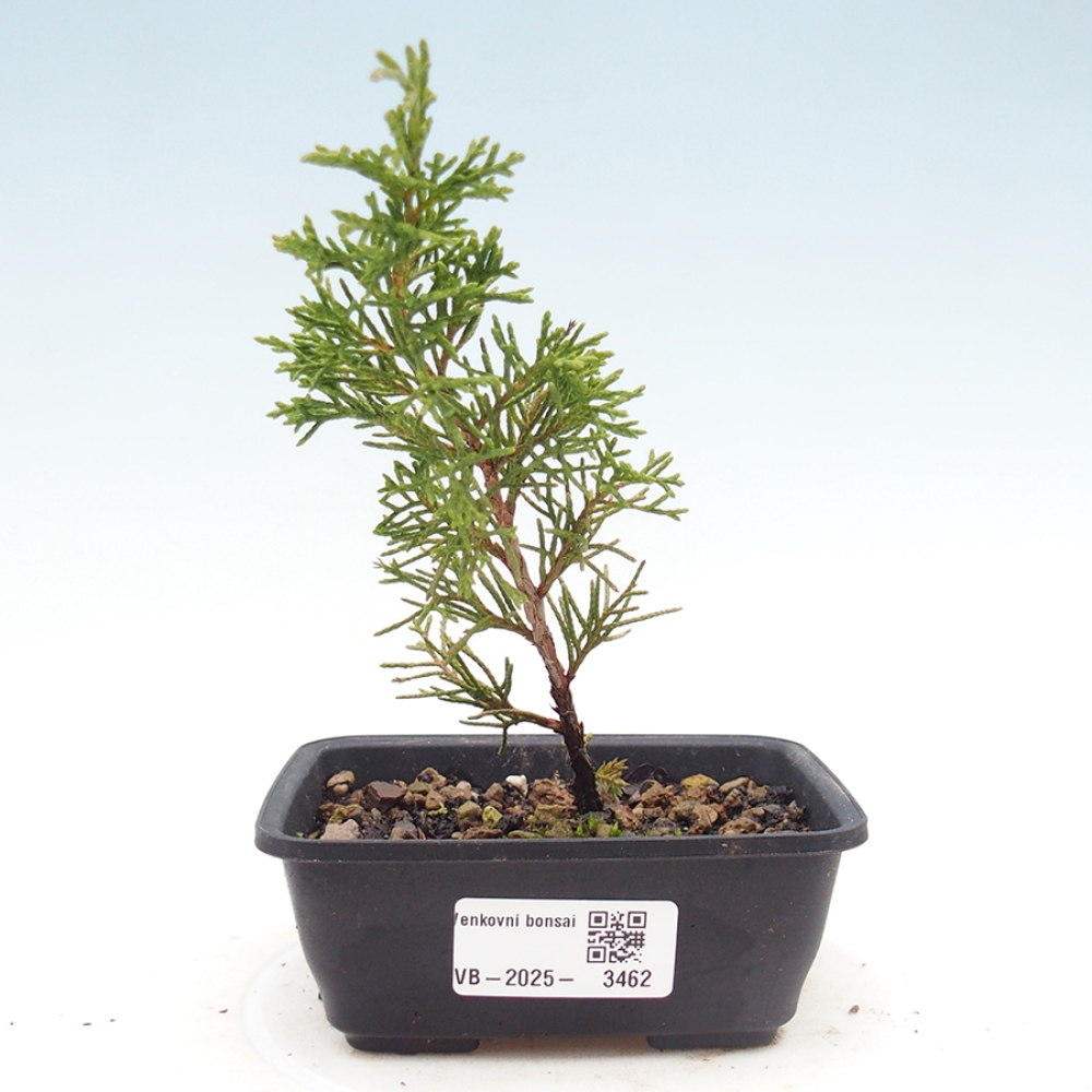 Outdoor bonsai - Juniperus chinensis Itoigawa
