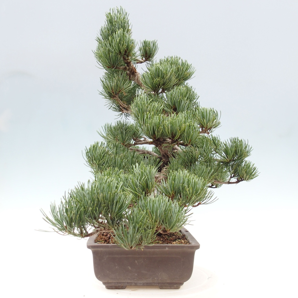 Outdoor bonsai - Pinus parviflora - Mała sosna