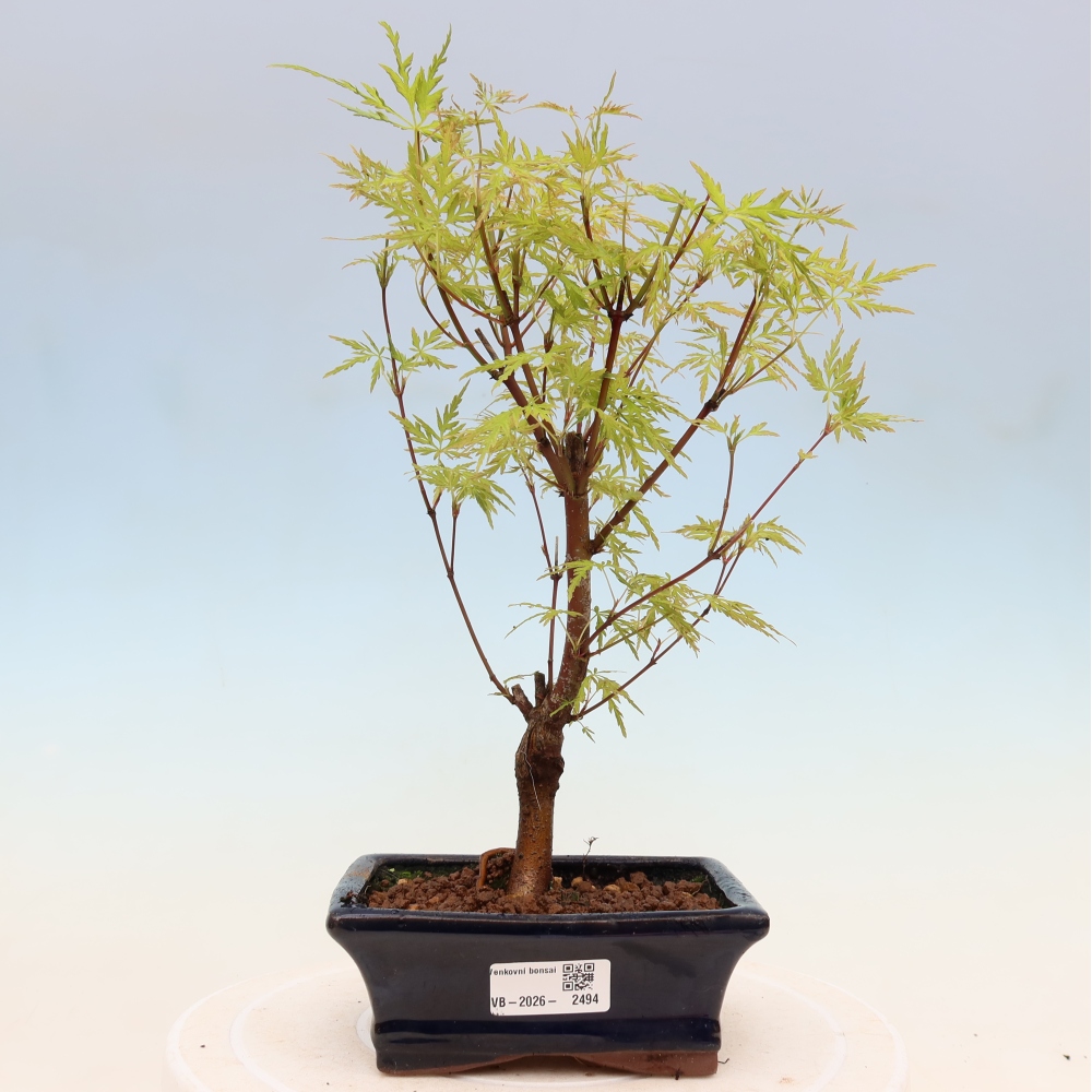 Outdoor bonsai - Acer palmatum Dissectum - Klon japoński 