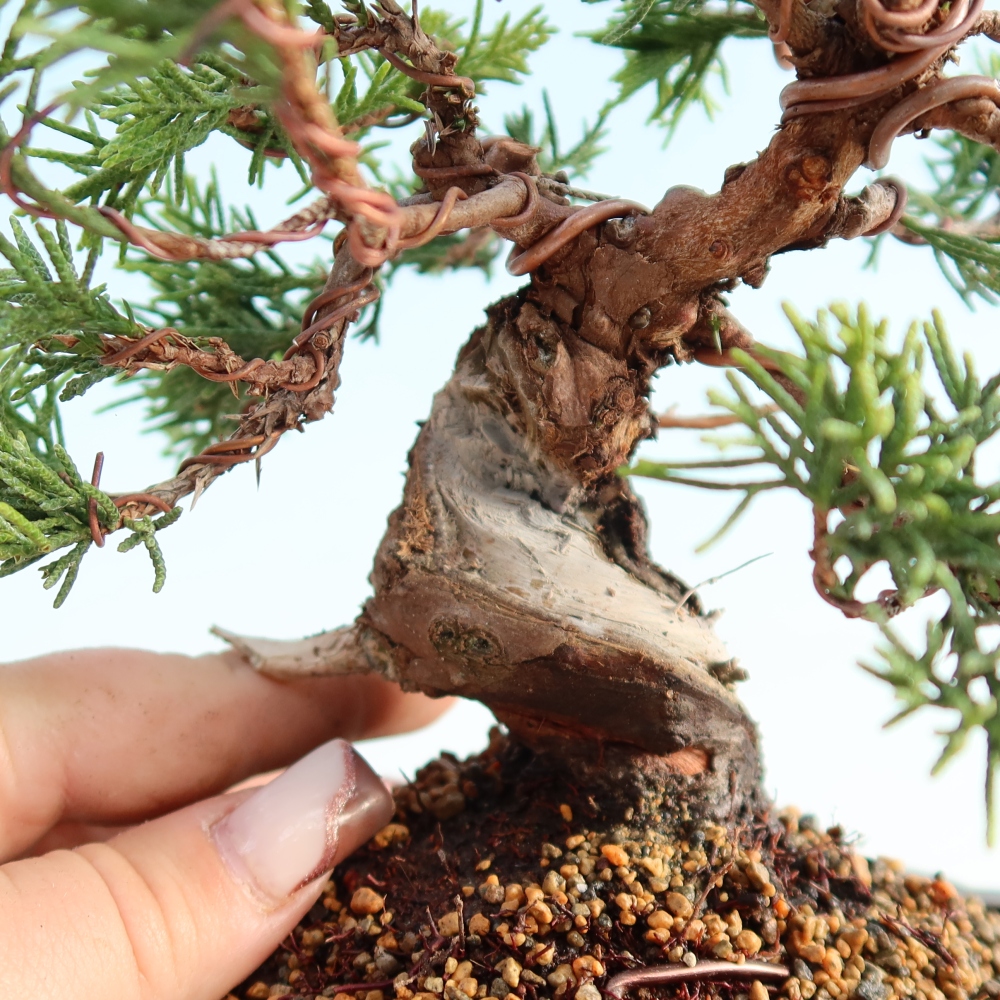 Outdoor bonsai - Juniperus chinensis Itoigawa - Jałowiec chiński