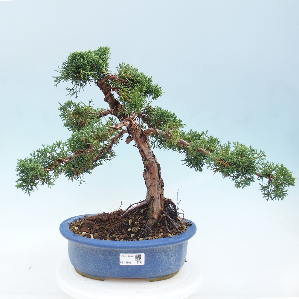 Outdoor bonsai - Juniperus chinensis Kishu - chiński jałowiec