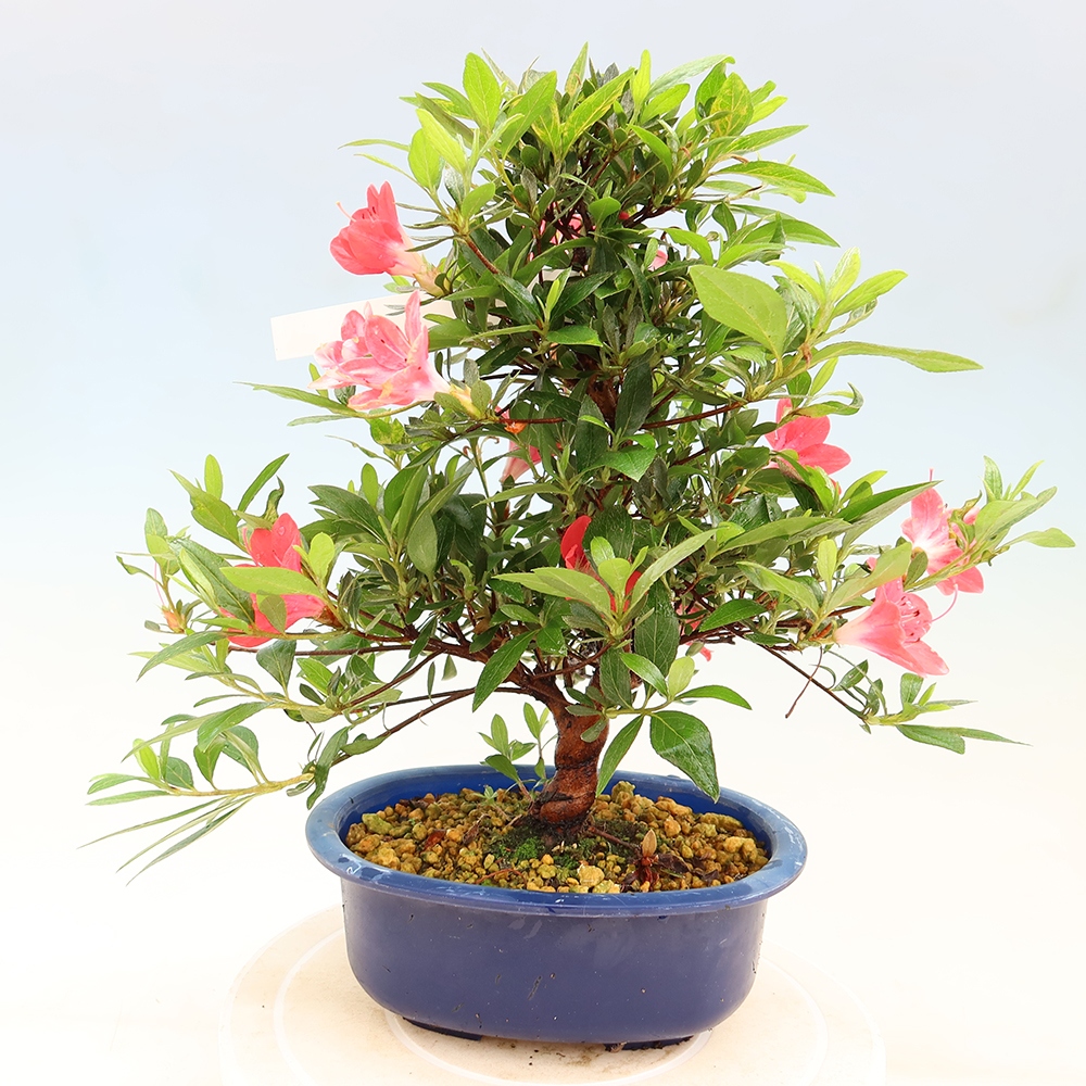 Bonsai zewnętrzne - Azalia japońska - Azalia Beniko