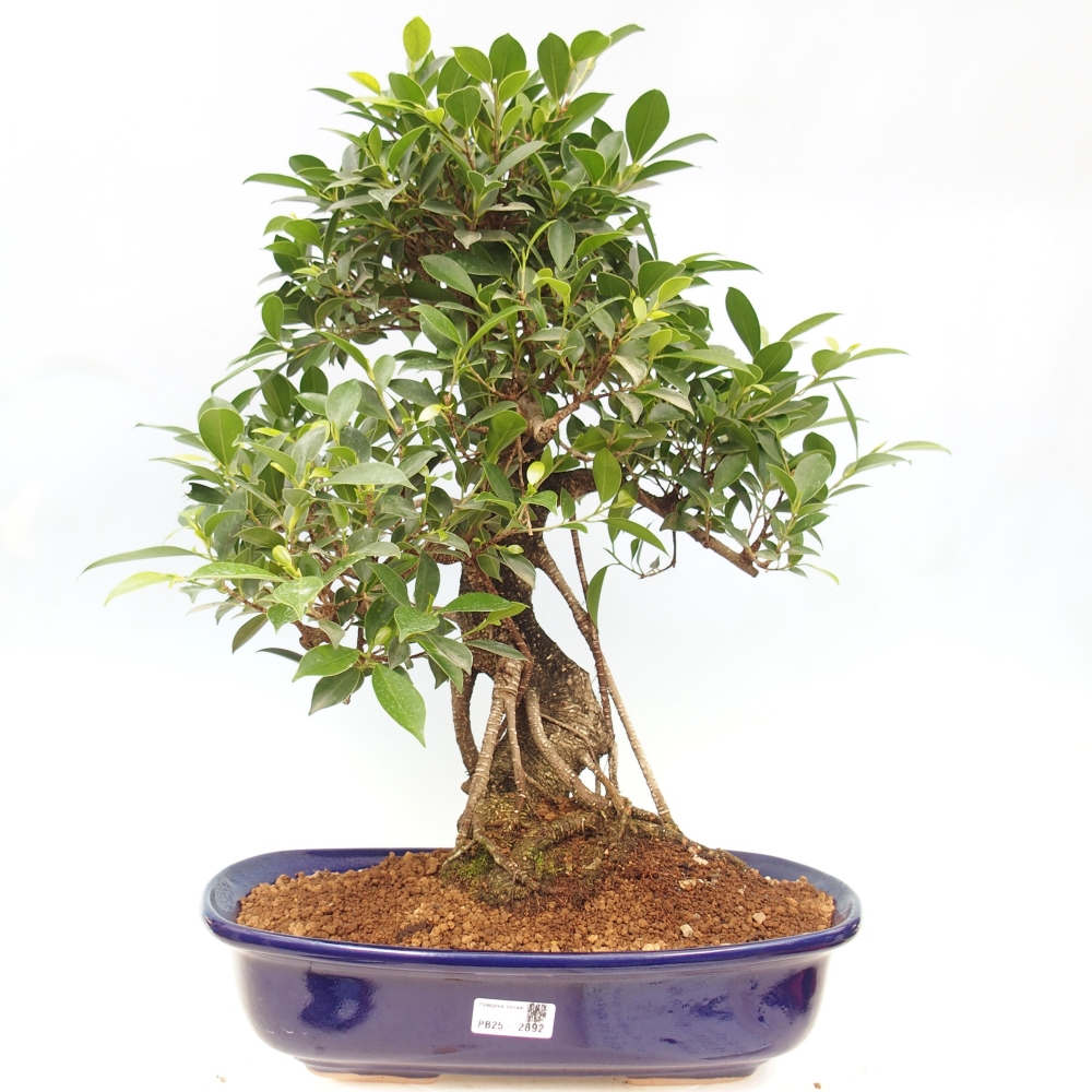 Bonsai pokojowe - Ficus kimmen - figowiec drobnolistny - WYŁĄCZNIE ODBIÓR OSOBISTY lub transport paletowy