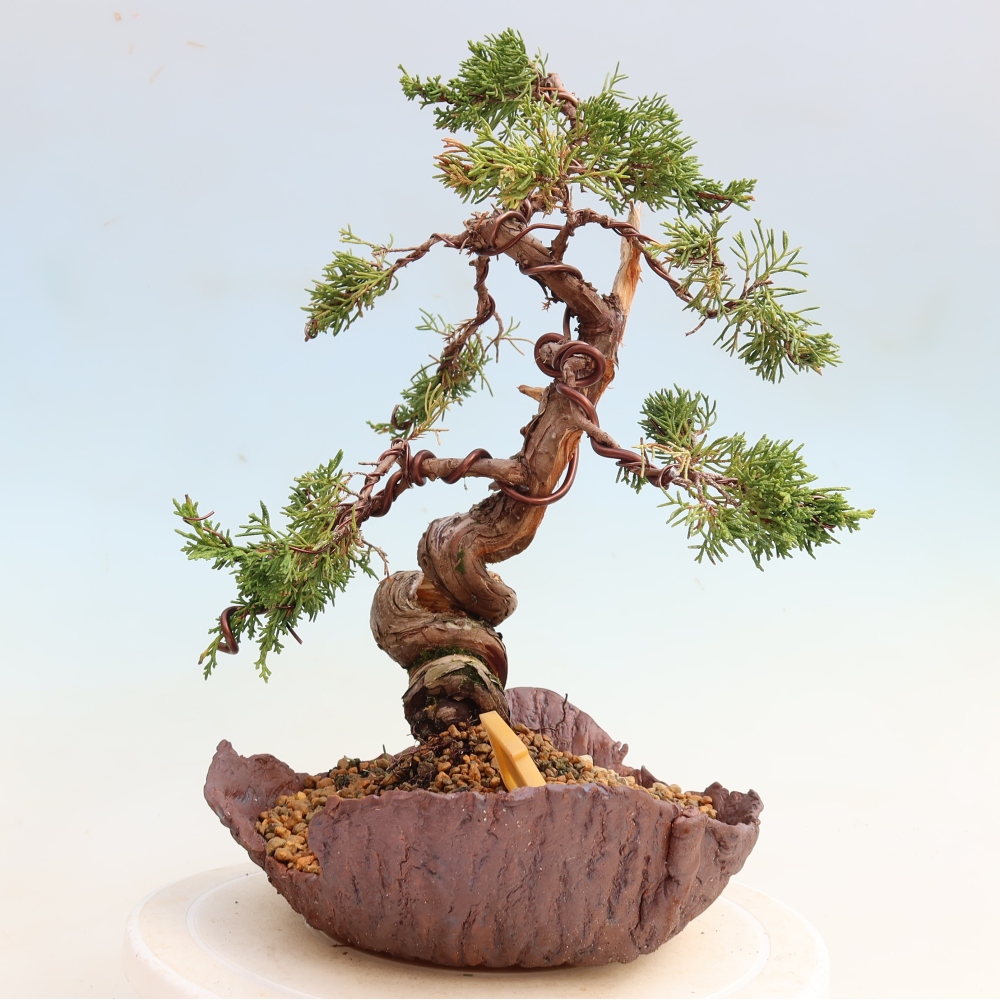 Bonsai ogrodowe – Juniperus chinensis Itoigawa – jałowiec chiński