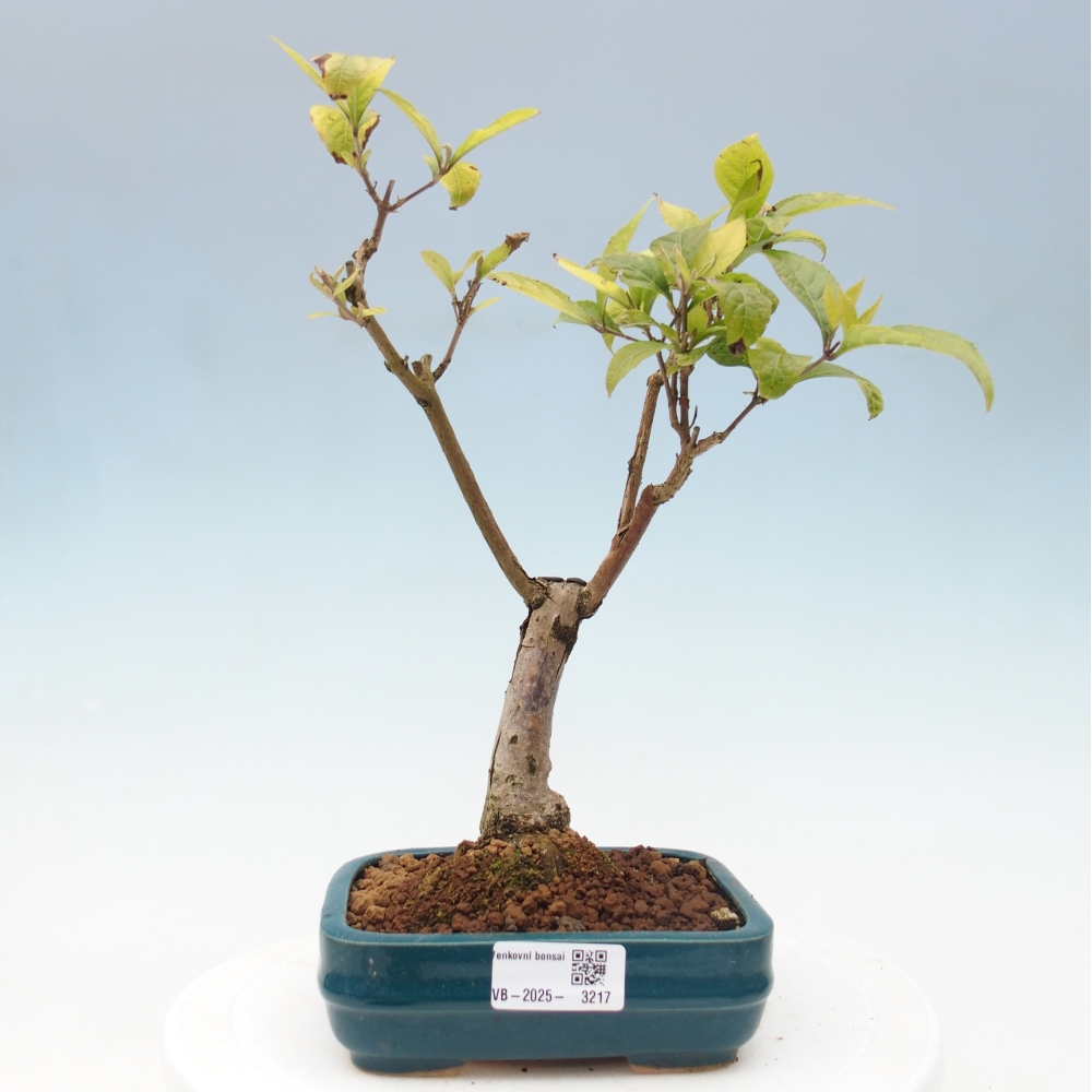 Outdoor bonsai - callicarpa jap Leucocarpa