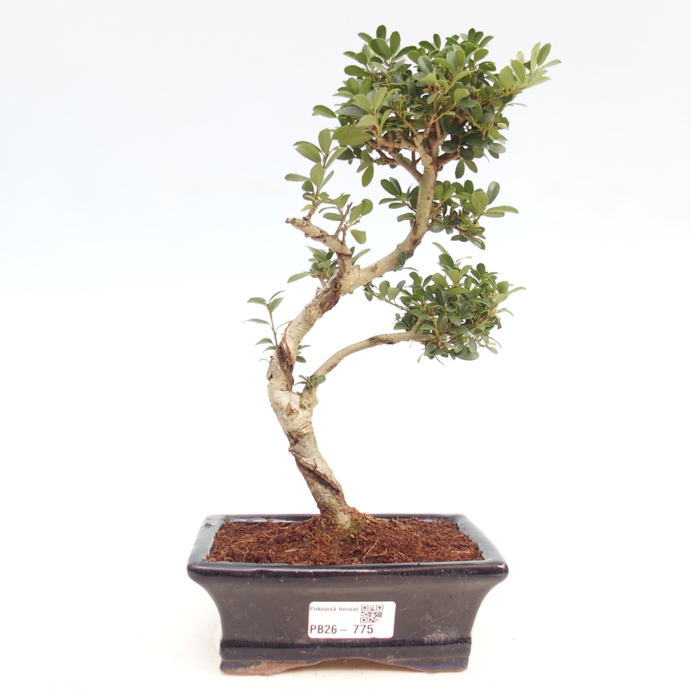 Pokój bonsai - Ilex crenata - Ostrokrzew