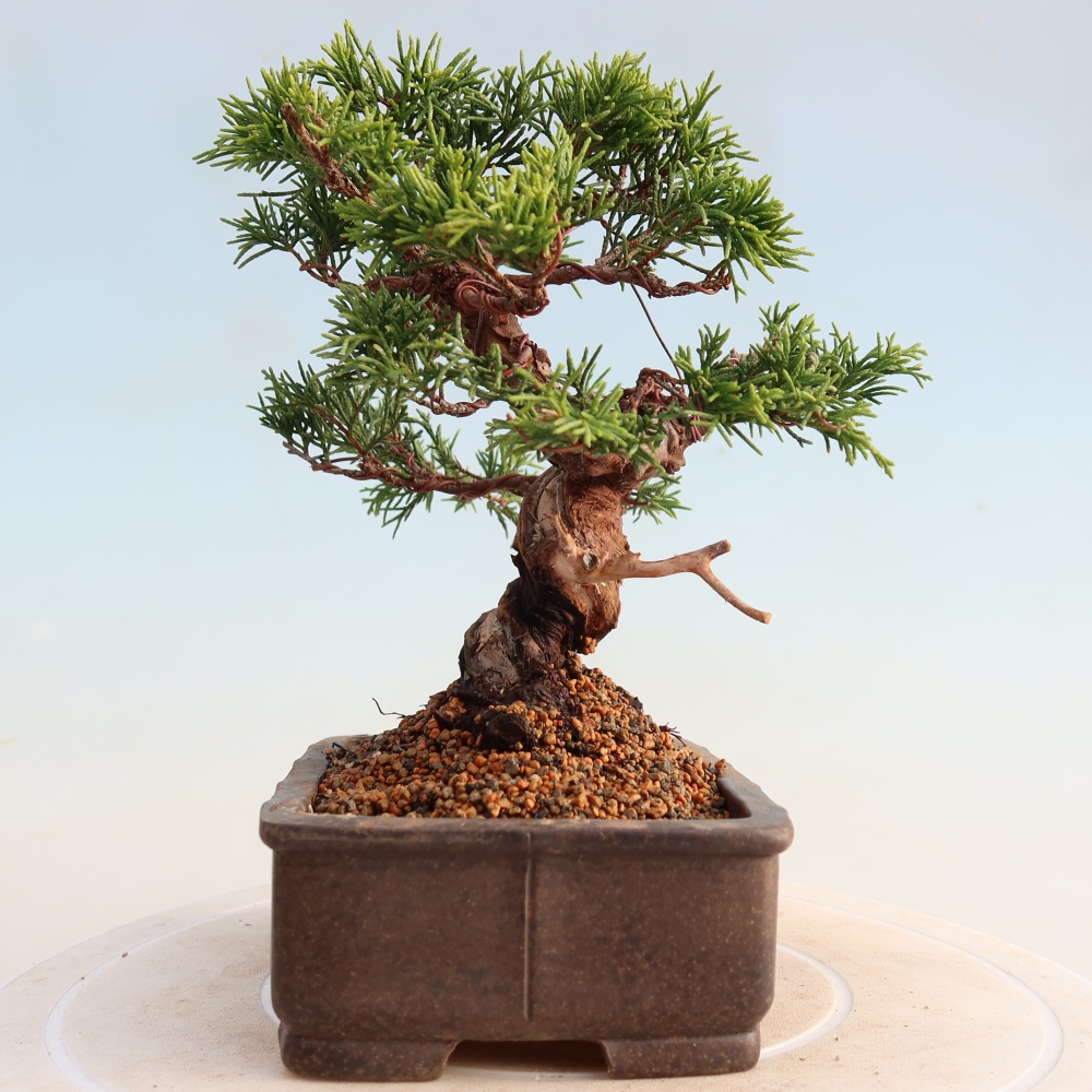Outdoor bonsai - Juniperus chinensis Itoigawa - Jałowiec chiński