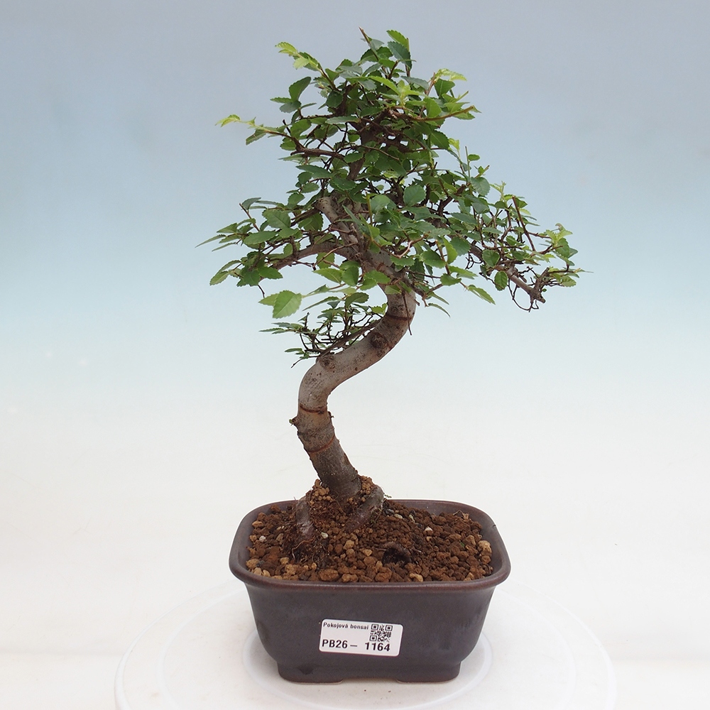 Pokój bonsai - Ulmus parvifolia - Wiąz drobnolistny