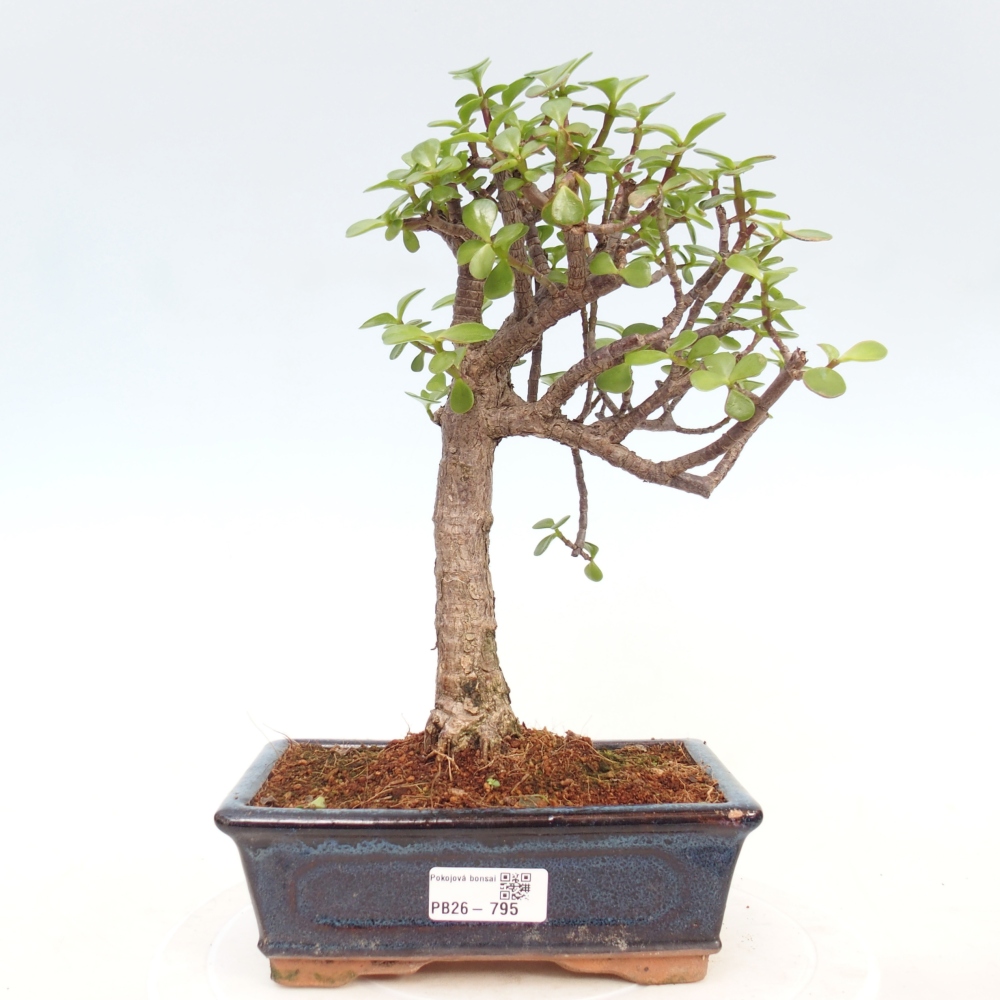 Pokój bonsai - Portulakaria Afra - Tlustice
